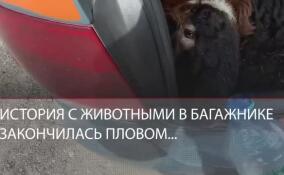Бараны на каршеринге в Петербурге: история с животными в багажнике закончилась пловом