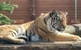 Ленинградский зоопарк показал нежащегося на солнце тигра Зевса