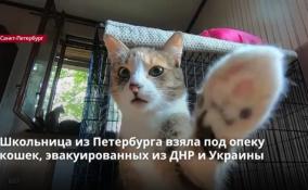 Школьница из Петербурга взяла под опеку кошек,
эвакуированных из ДНР и Украины