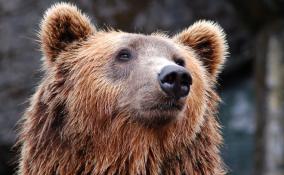 Биолог Павел Глазков: численность медведей в Ленобласти высокая