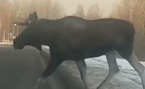 Видео: в Сосновом Бору лось неспеша перешел дорогу к гипермаркету