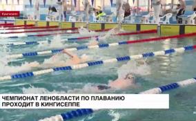 Чемпионат Ленобласти по плаванию проходит в
Кингисеппе