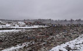 Найденная на мусорном полигоне в Ленобласти девочка погибла при рождении