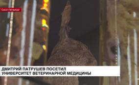 Министр сельского хозяйства Дмитрий Патрушев посетил
Петербургский университет ветеринарной медицины