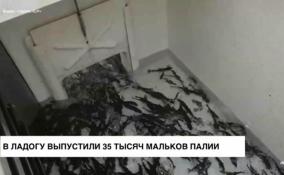 В Ладогу выпустили 35 тысяч мальков палии