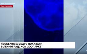 Необычных медуз показали в Ленинградском зоопарке