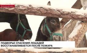 Семья из Волосовского района, которая помогает лошадям и спасает
животных, оправляется после пожара