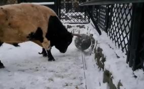 Ленинградский зоопарк показал, как суровый бычок Мааны играется с мячом
