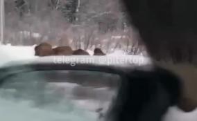 Видео: в Ленобласти компания кабанов преградила путь водителю