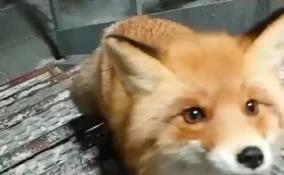 Видео: в Выборге лисичка вышла к людям и угостилась вкусным хлебом