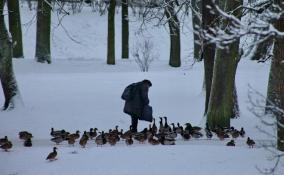 Жителей Петербурга во вторник ожидают снег, метели и гололедица