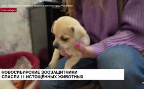 Новосибирские зоозащитники спасли 11 истощенных животных