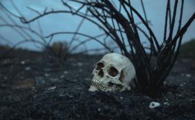 В садоводстве под Кировском в сарае обнаружили человеческие останки