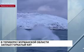 В Териберку Мурманской области заплыл горбатый кит