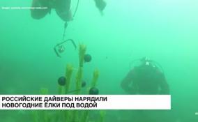 Крымские дайверы установили новогоднюю ель под водой