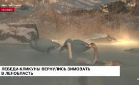 Лебеди-кликуны вернулись зимовать в Ленобласть