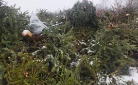 «Ёлки, палки и щепа»: жителей Петербурга и Ленобласти просят сдать елки на корм и подстилки для животных