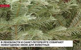 В Ленобласти и Петербурге собирают новогоднюю хвою для животных