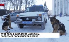 Дуэт собак-кинологов из Курска подпевает
полицейской сирене