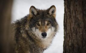 В Ленобласть убежал волк, загрызший собаку под Псковом