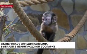 Итальянское имя для капуцина выбрали в Ленинградском зоопарке