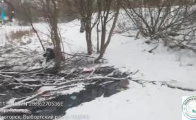 Эконадзор обнаружил сброс грязных стоков в реку Унтерниска в Светогорске