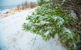 Мокрый снег, ветер до 13 м/с и +1 градус: синоптики рассказали о погоде в Ленобласти 12 января