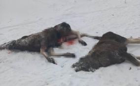В Невской Дубровке охотники-браконьеры застрелили двух лосей
