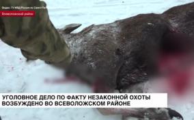 Уголовное дело о незаконной охоте возбудили во Всеволожском
районе