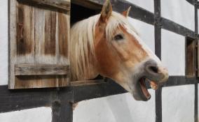 Катание на каретах с лошадьми могут узаконить в Петербурге