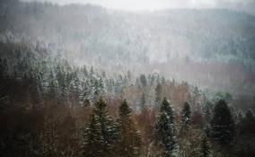 Мокрый снег и до +4 градусов: синоптики рассказали о погоде в Петербурге и Ленобласти 14 января