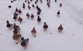 Готовьте угощения: утки-рэкетиры во Дворцовом парке Гатчины могут и пощипать
