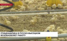 Птицефабрика в Русско-Высоцком возобновляет работу