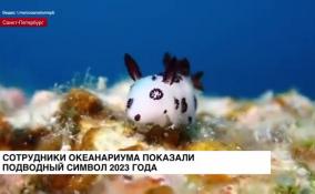 Сотрудники океанариума показали подводный символ 2023 года
