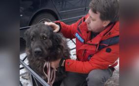 В Кировске спасли собаку, которая оказалась заперта без еды и воды с телом умершего хозяина