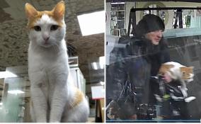 В Кудрово из магазина похитили кота