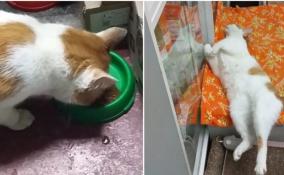 Украденного из зоомагазина в Кудрово кота нашли на улице