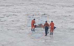 На льду реки Невы в районе посёлка имени Свердлова нашли бездыханное тело мужчины