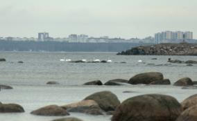 На Финском заливе заметили целую группу зимующих лебедей
