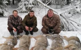 Охотники Ленобласти застрелили 6 волков в Гатчинском районе после сообщений и выходе хищников в населенные пункты