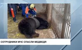 Сотрудники МЧС спасли медведя