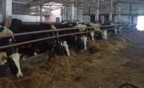 Госветслужба Ленобласти опровергла информацию о плохом содержании коров на племенном заводе в Громово