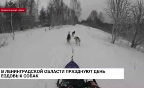 В Ленинградской области празднуют день ездовых собак