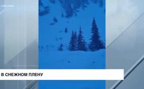 В Румынии спасли около 60 человек из отеля, заваленного снегом из-за схода лавин
