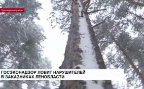 Госэконадзор ловит нарушителей в заказниках Ленобласти