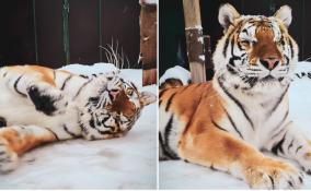 Росприроднадзор рассказал о состоянии ослепшей тигрицы Авроры, находящейся на лечении в Ленобласти