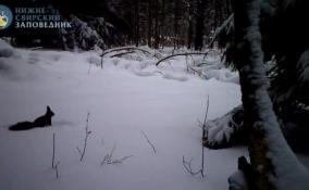 Нижне-Свирский заповедник показал купающуюся в снегу белку