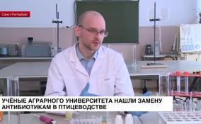 Ученые Аграрного университета нашли замену антибиотиками в птицеводстве