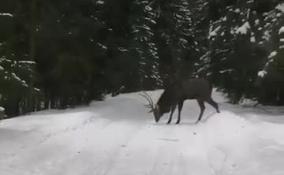Четырех благородных оленей заметили на лесной дороге в Кингисеппском районе
