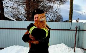 В Сосновом Бору дознаватель МЧС спас застрявшего в смотровой яме рыжего кота